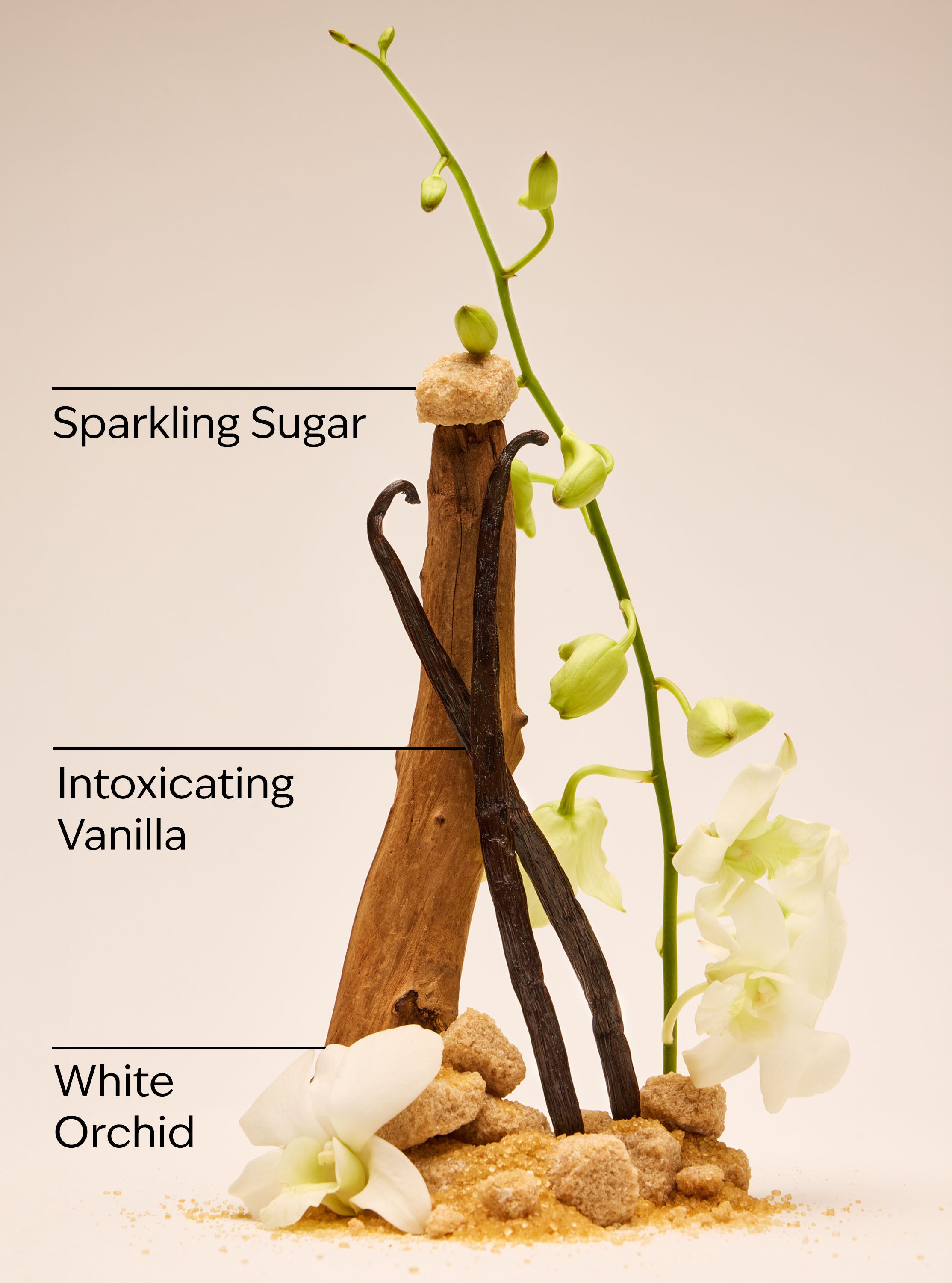 WARM VANILLA SUGAR - Image 3