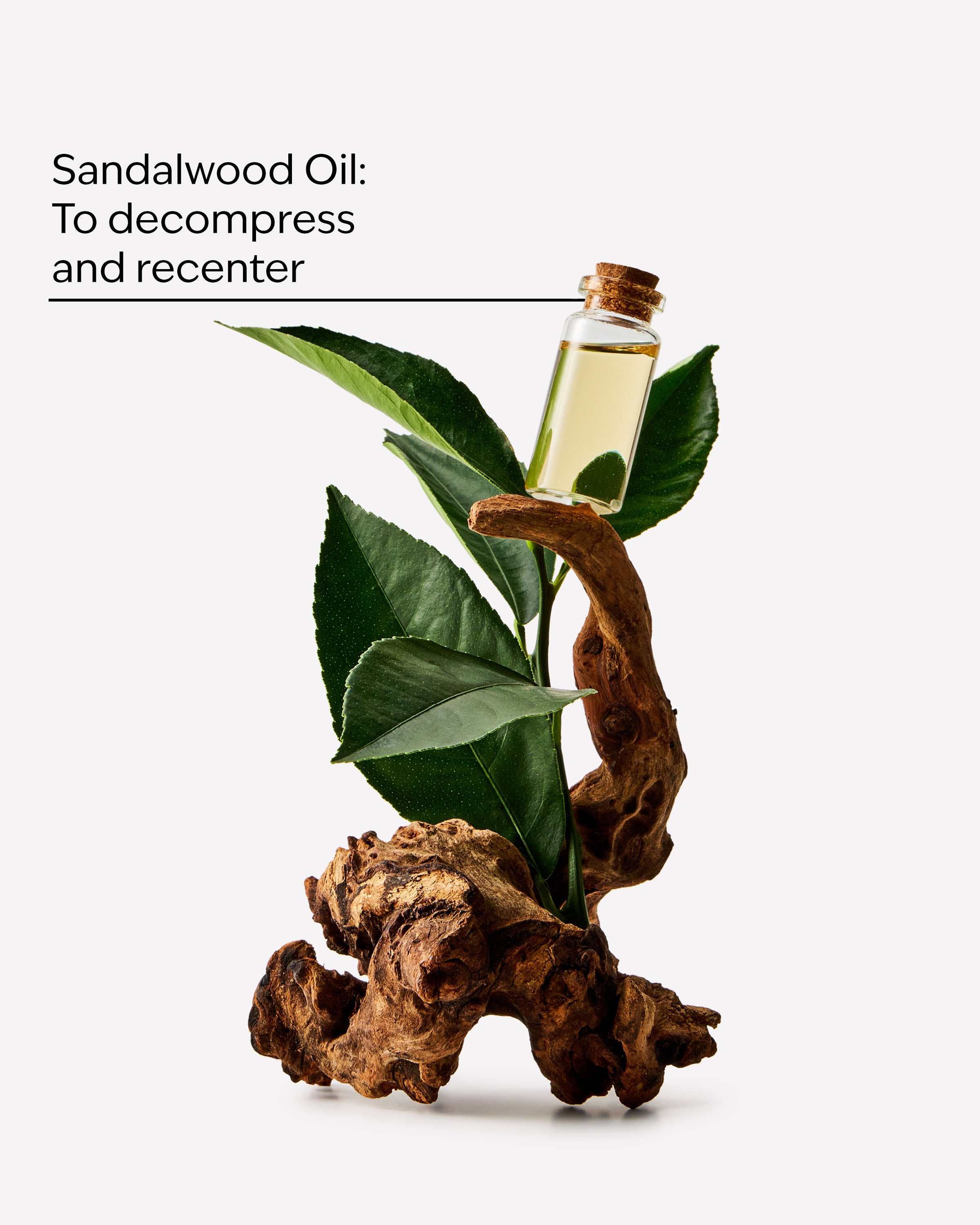 Sandalwood - Image 3